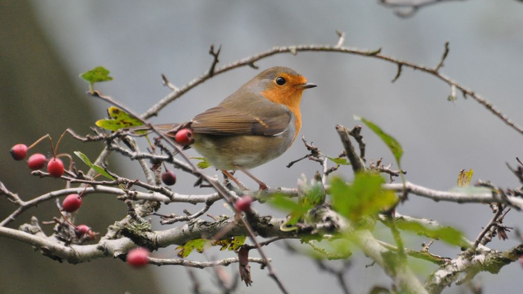 Rotkehlchen im Herbst