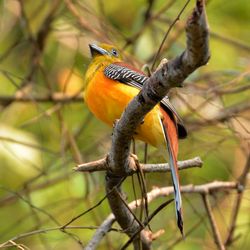 Orangebrusttrogon Vietnam David Bowman Vietnam Birding