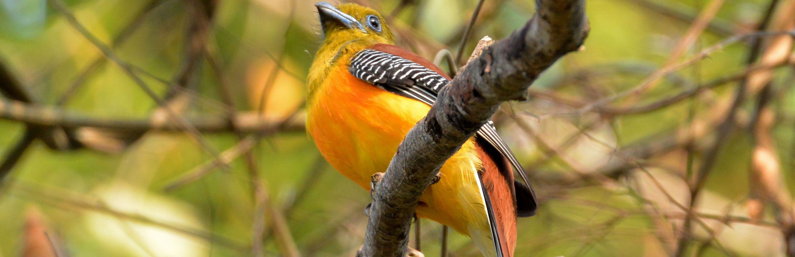 Vietnam Vogelbeobachtung