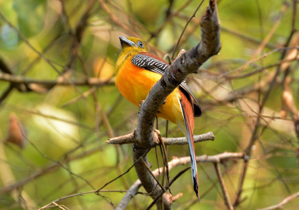 Orangebrusttrogon Vietnam David Bowman Vietnam Birding