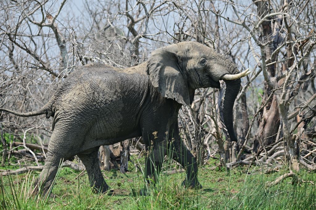 Elefant Uganda Volker Sthamer