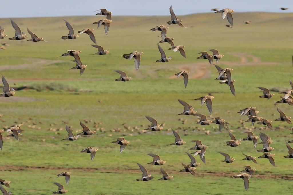 Voegel im Flug Mongolei (Krishna K.)