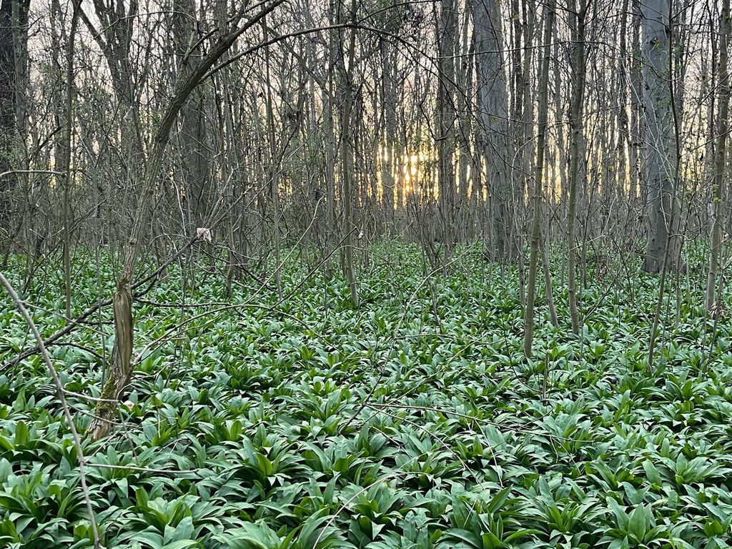 Auwald Leipzig (J. Zaydan)