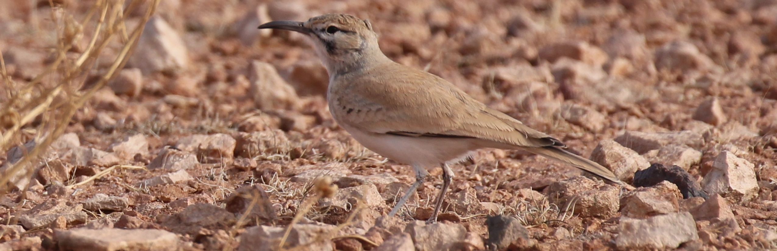 Vogelbeobachtung Marokko