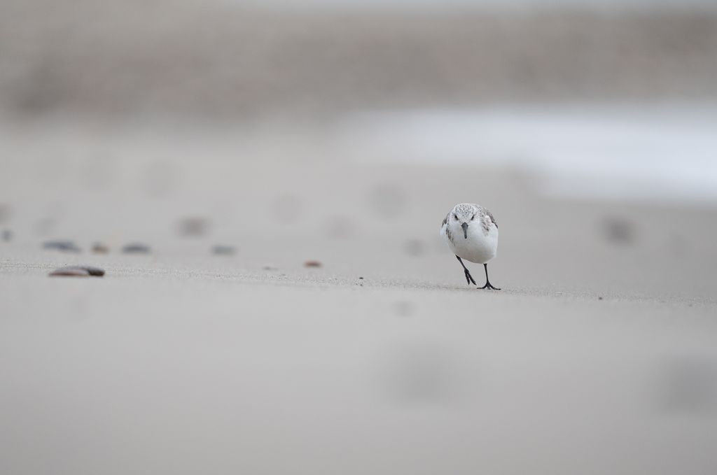 Sanderling (D. Stenitzer)