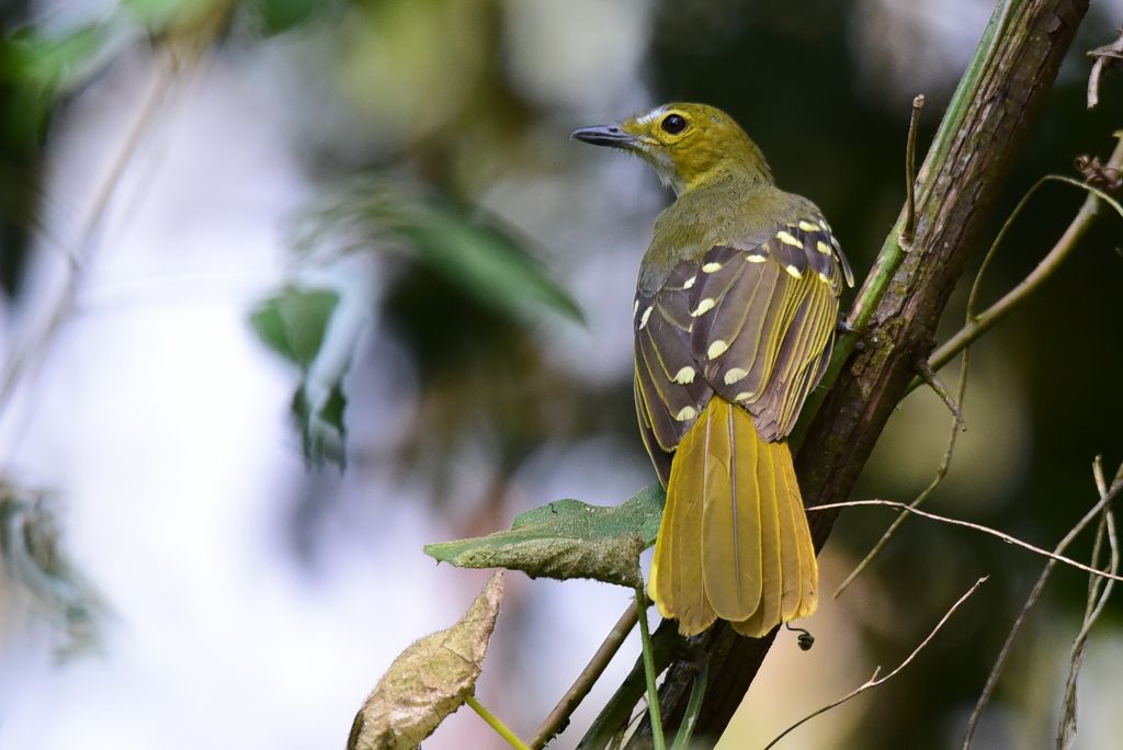 Graukehl-Tropfenvogel Uganda Volker Sthamer