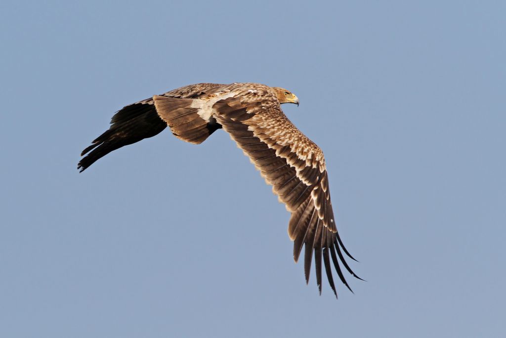 Kaiseradler Oman Christoph Moning