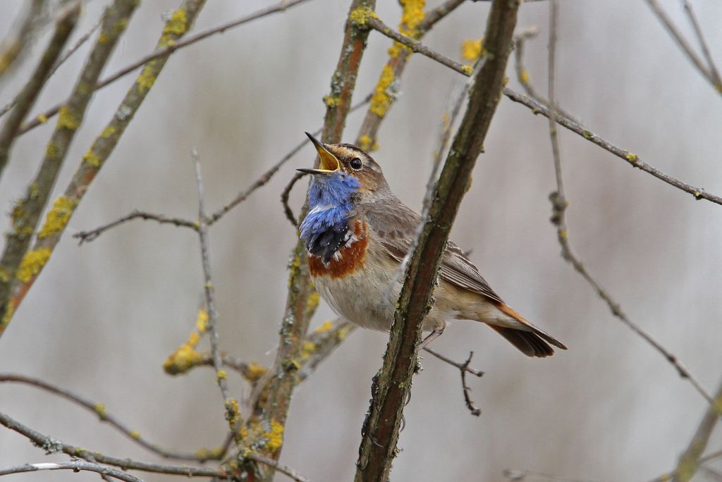 Blaukehlchen