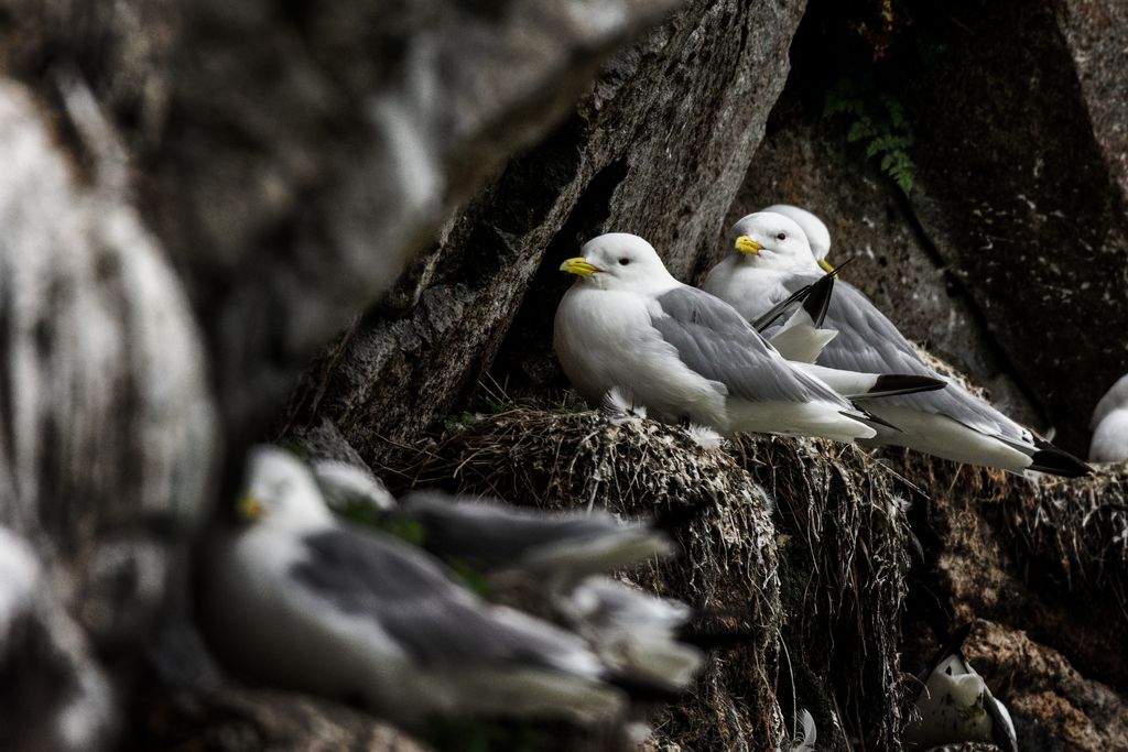 Dreizehenmoewen in Norwegen