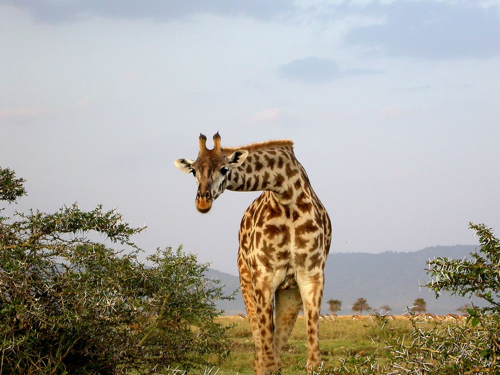 Massaigiraffe Tansania Thomas Griesohn-Pflieger