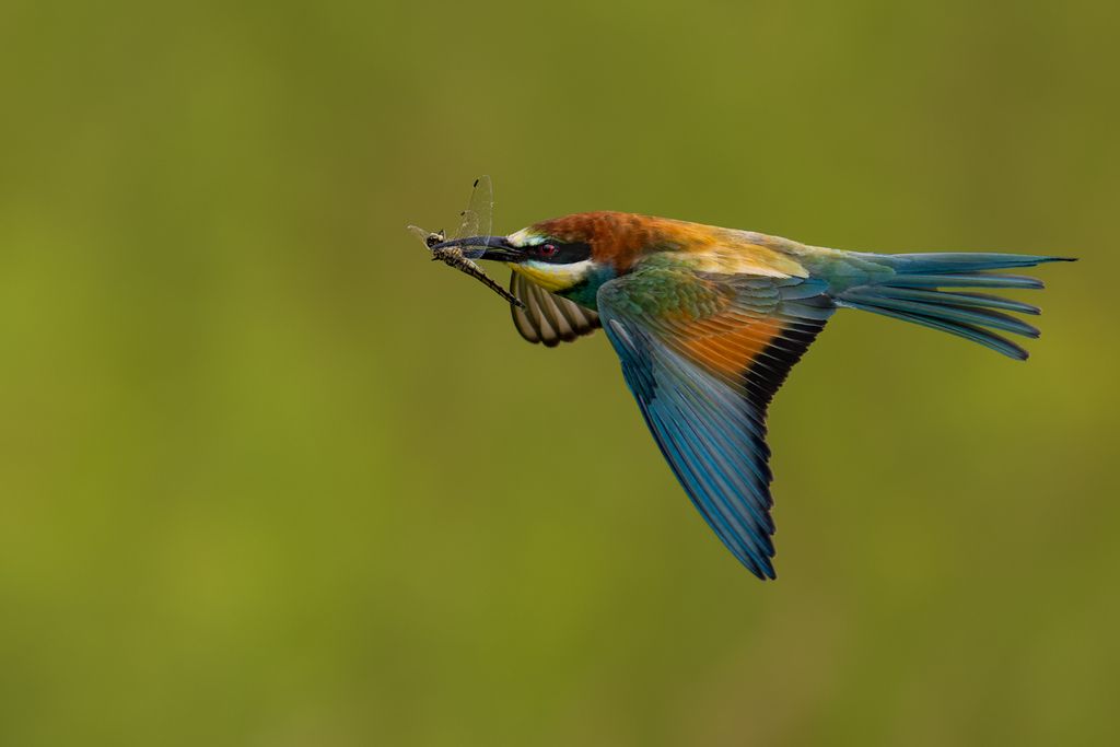 Bienenfresser (Nicolas Stettler)