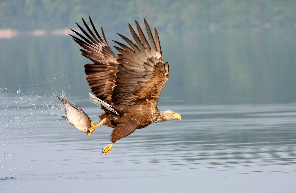 Seeadler Deutschland Rolf Schneider