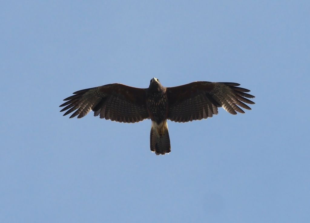 Wuestenbussard (S. Lorenz)