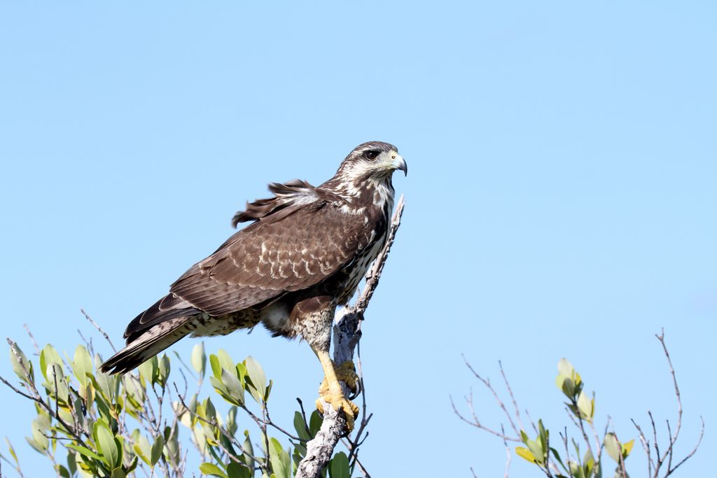 Krabbenbussard (Rolf Schneider)