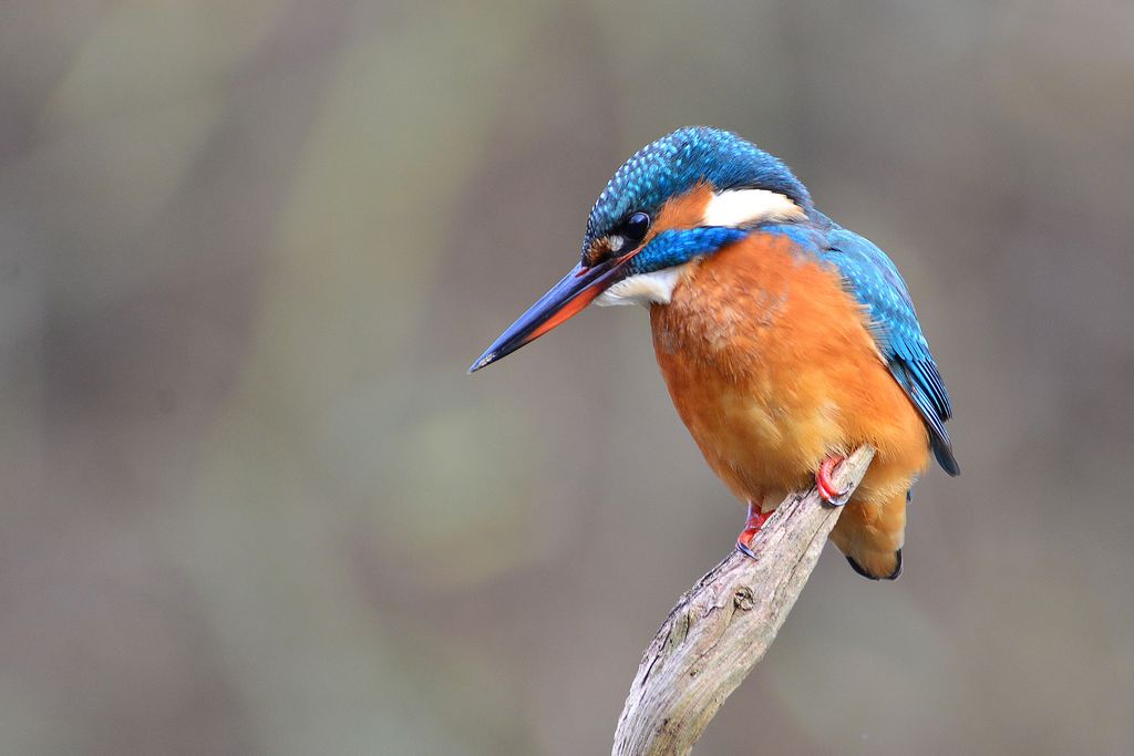 Eisvogel Deutschland Volker Sthamer