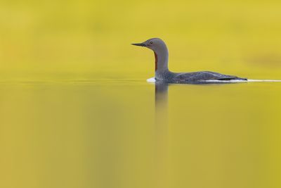 Sterntaucher in Norwegen