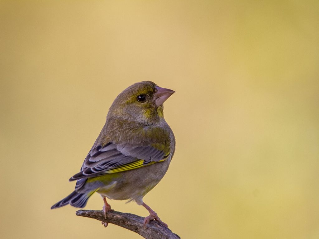 Grünfink auf einem Ast