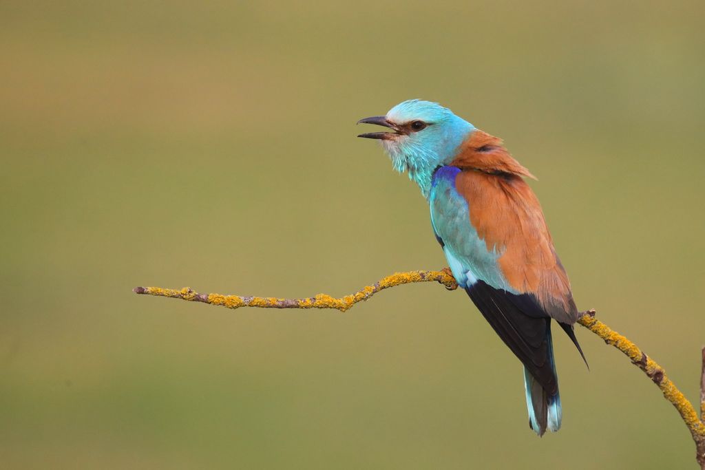 Roller (Janos Olah)