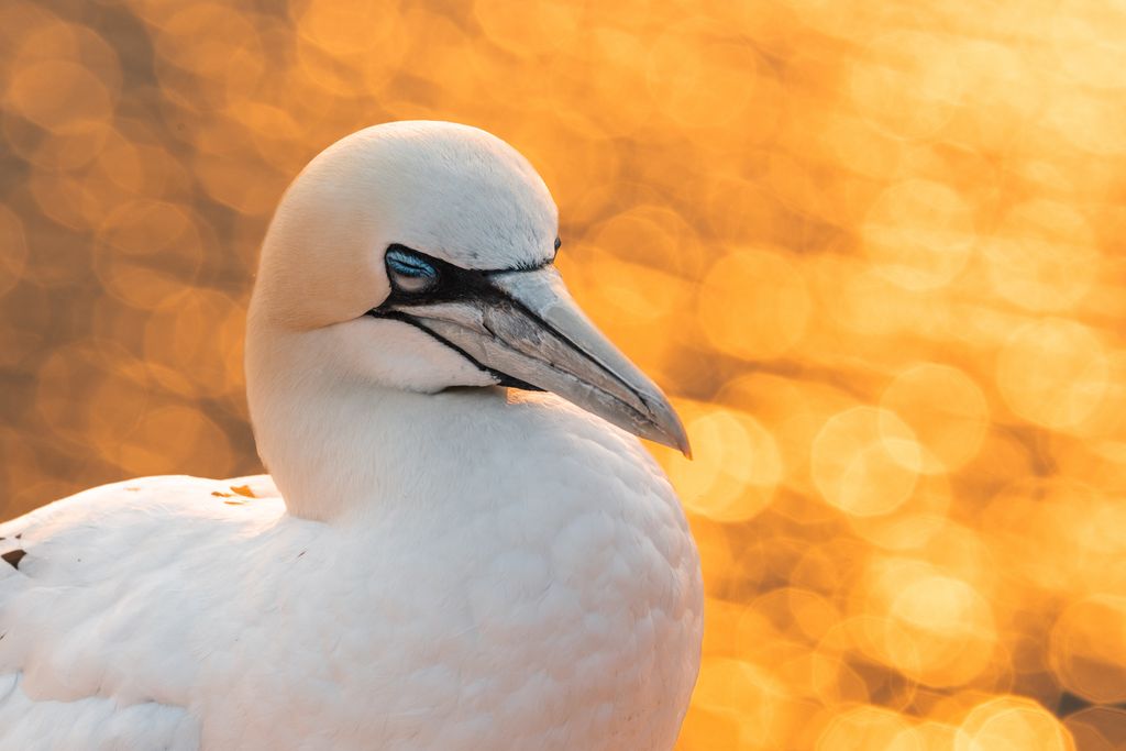 Basstölpel im Sonnenuntergang Deutschland Lea und Anskar