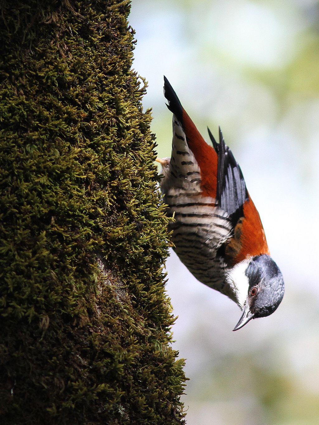 Wellenbauchcutia Vietnam Marc Ameels Vietnam Birding