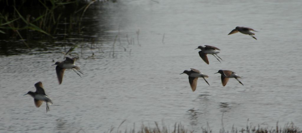 Bruchwasserläufer, Zypern 2007-04, Thomas Griesohn-Pflieger