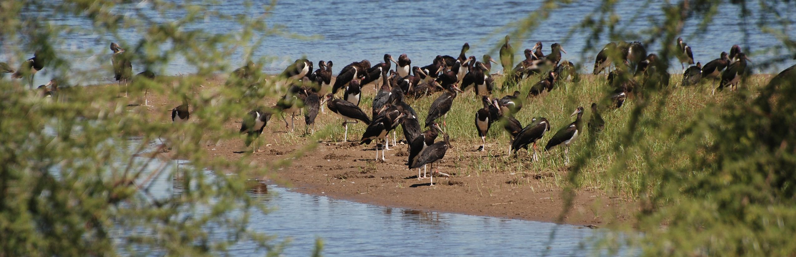 Vogelbeobachtung in Namibia - Storche am Fluss