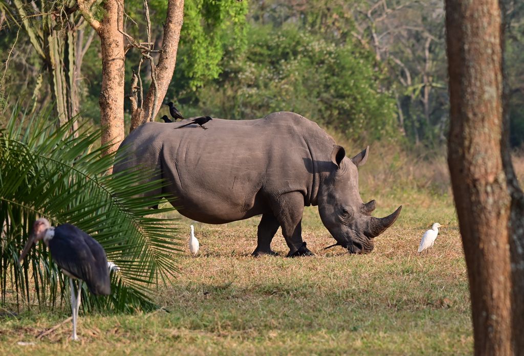 Breitmaulnashorn Uganda Volker Sthamer