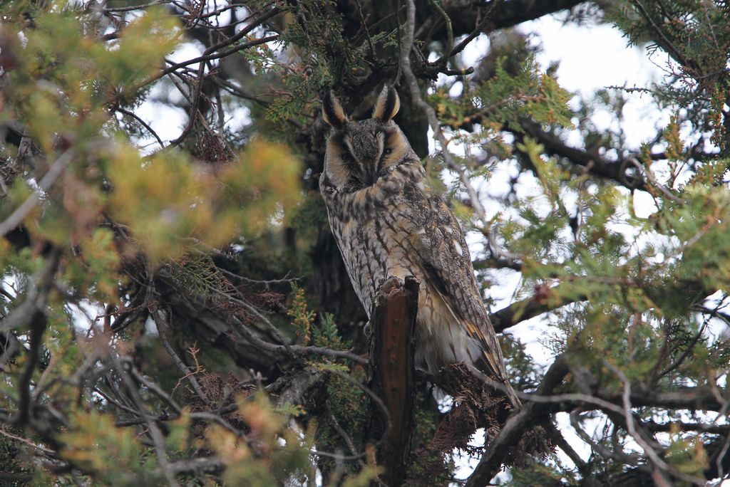 Waldohreule in Österreich im Baum - Vogelstimmen erkennnen