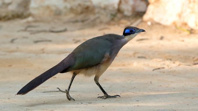 Olivkappen-Seidenkuckuck Madagaskar