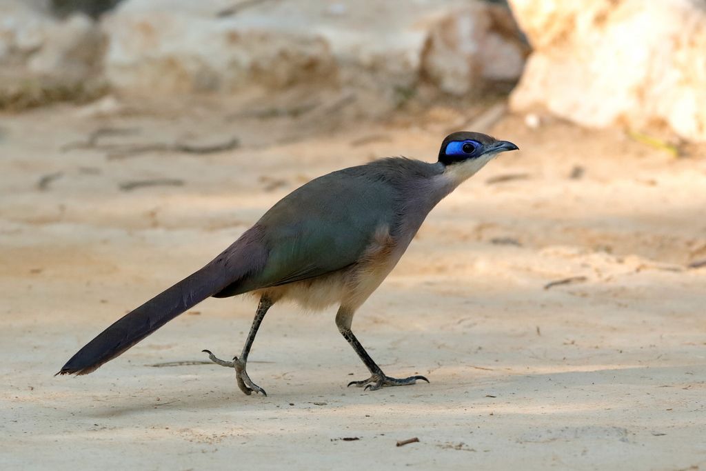 Olivkappen-Seidenkuckuck Madagaskar H. Teichmann