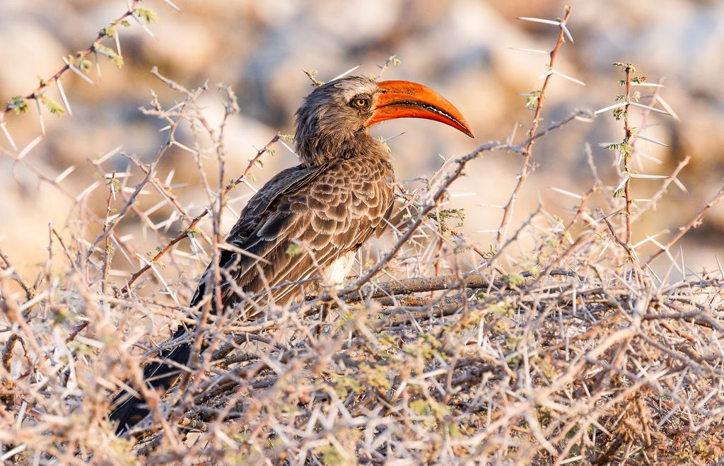 Hornbill im Gestrüpp - Namibia Vogelbeobachtung