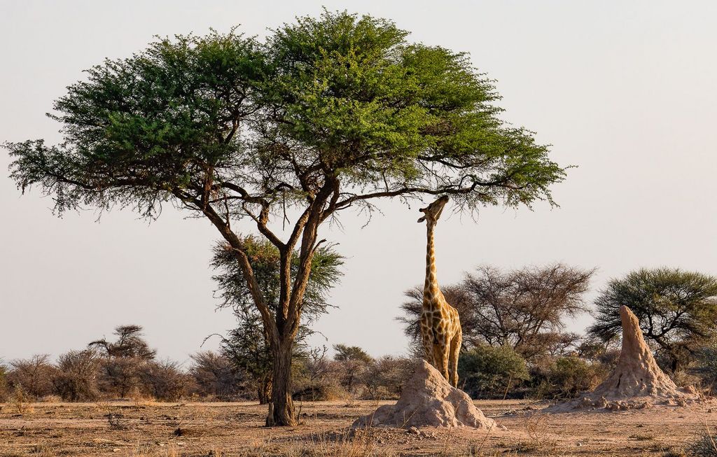 Giraffe unter Baum - Namibia Vogelbeobachtung