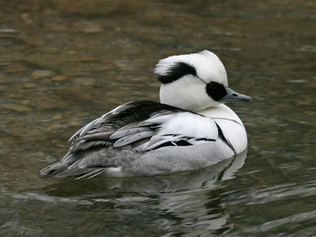 Zwergsäger Deutschland Christoph Moning