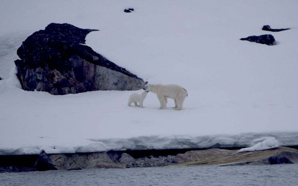 Spitzbergen Eisbär Thomas Griesohn-Pflieger