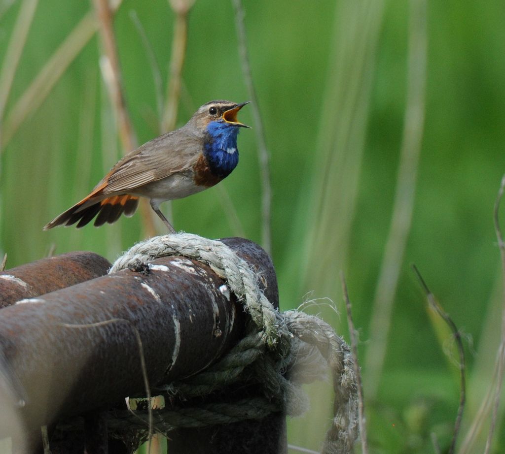 Blaukehlchen Deutschland Jan Weinbecker