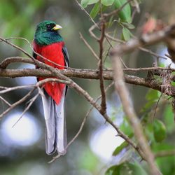 Narina-Trogon Äthiopien Volker Sthamer