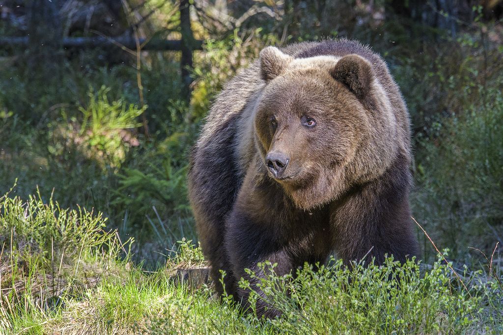 Bär Estland Holger Tange