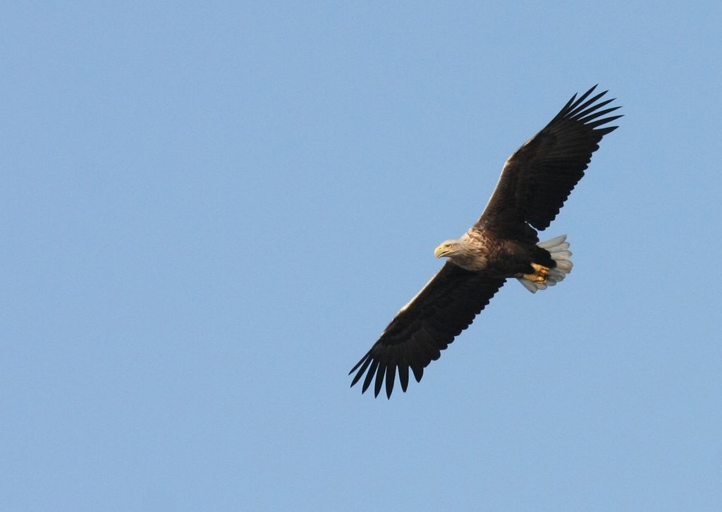 Seeadler am Himmel mit offenen Flügeln - Vogelstimmen erkennen