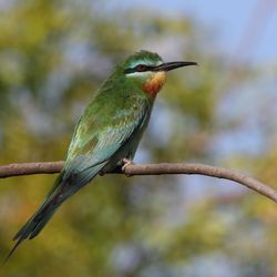 Blauwangenspint Oman Christoph Moning