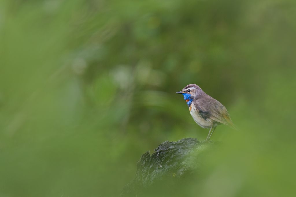 Blaukehlchen in Norwegen