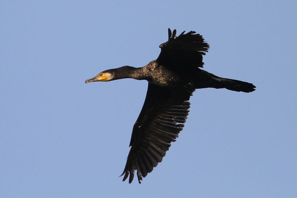 Kormoran Ungarn Christoph Moning