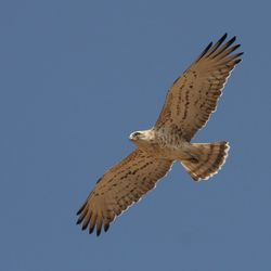 Schlangenadler Oman Christoph Moning