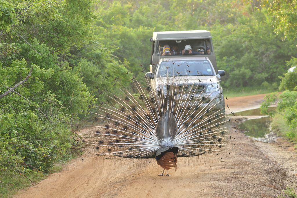 Pfau Sri Lanka Krishna Karki