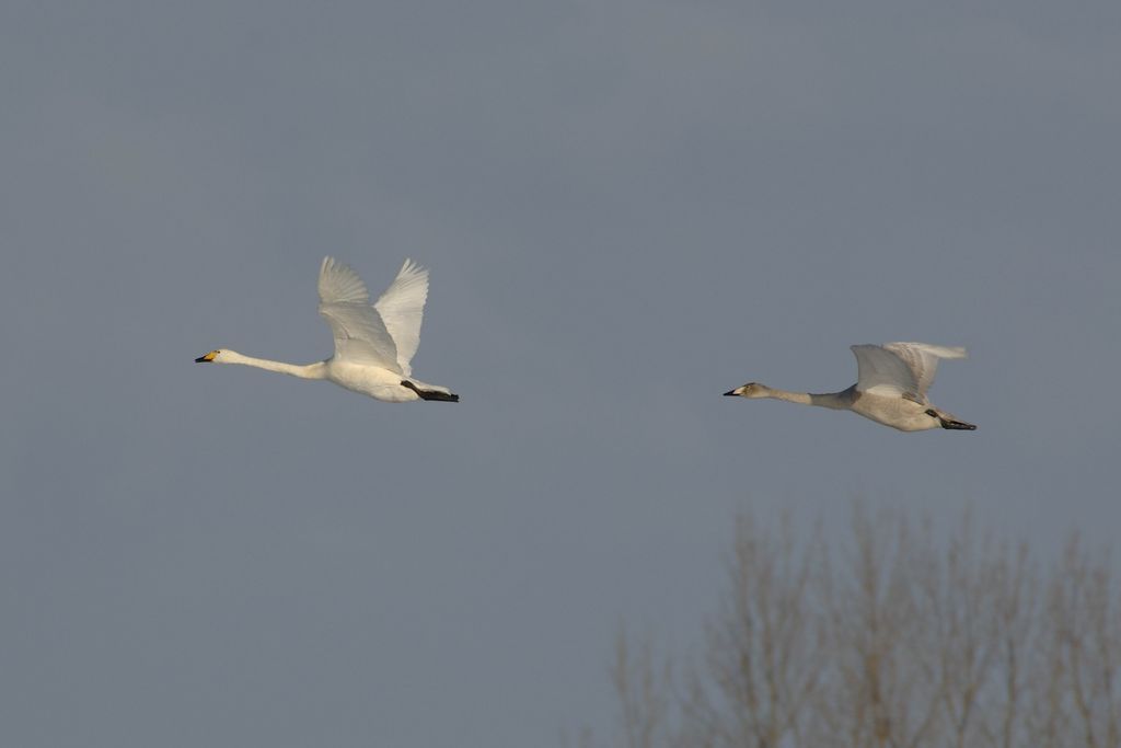 Singschwan Deutschland Philip Meister