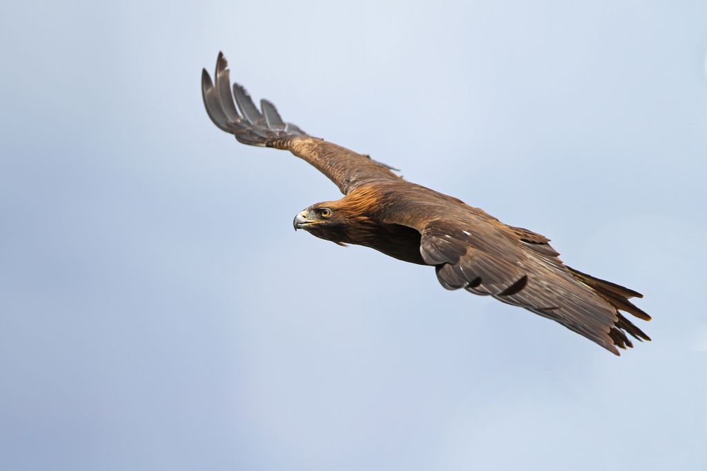 Steinadler Deutschland Christoph Moning