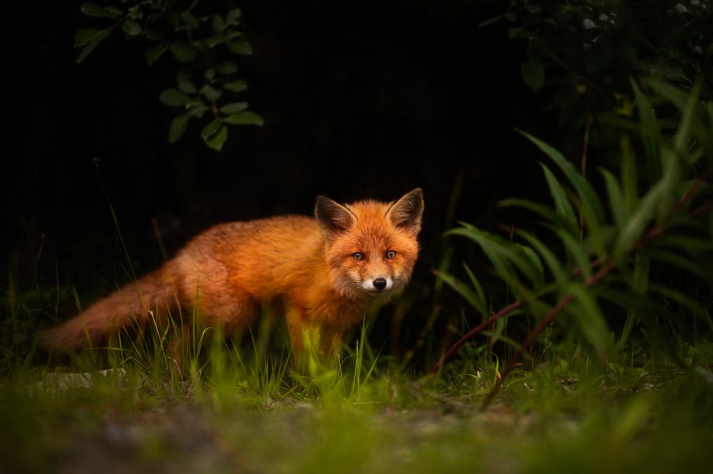 Rotfuchs in Norwegen