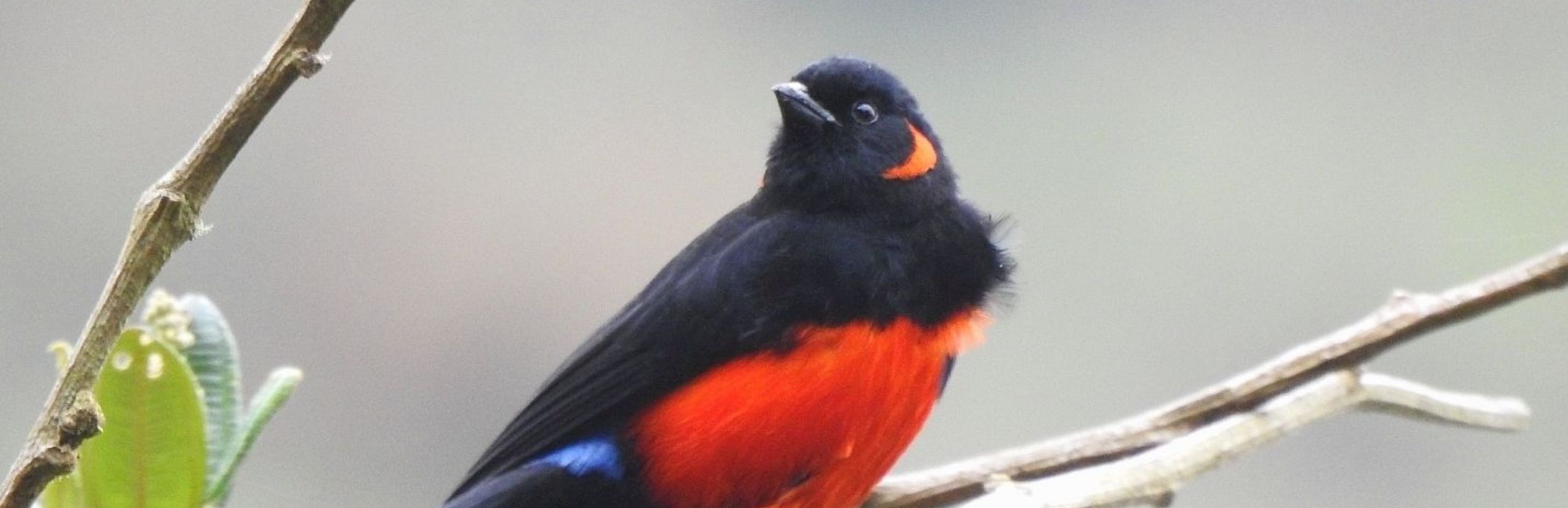 Mennigohrtangare Ecuador