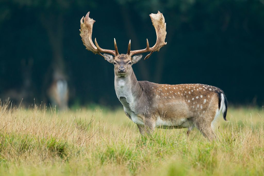 Wild auf Rügen (W. Rolfes)