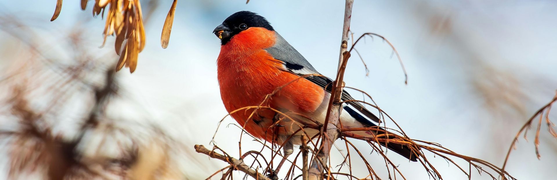 Jakob Wildraut Reiseleiter bei birdingtours - Reiseleiter auf Teneriffa