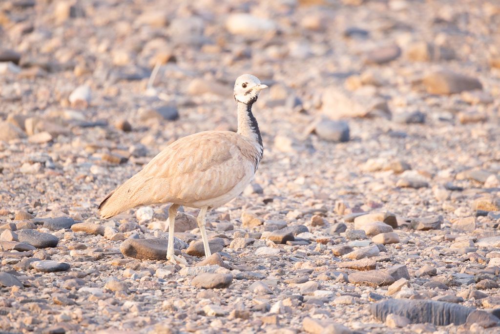 Namibia A.Voigts